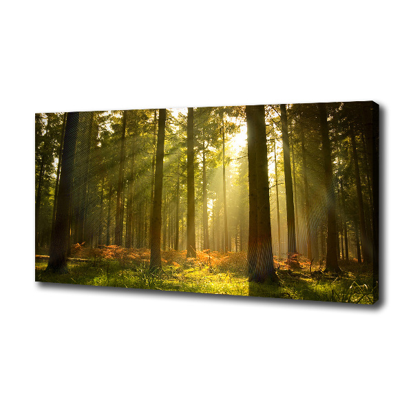 Canvas wall art Forest in the sun