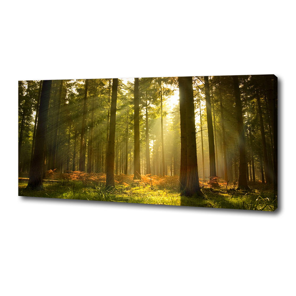 Canvas wall art Forest in the sun