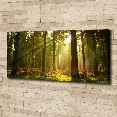 Canvas wall art Forest in the sun