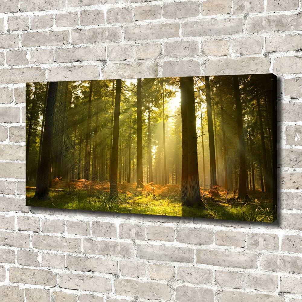 Canvas wall art Forest in the sun