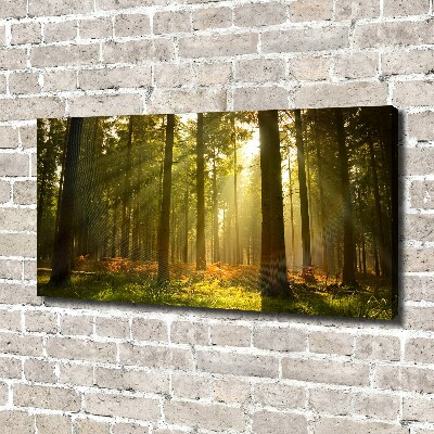 Canvas wall art Forest in the sun