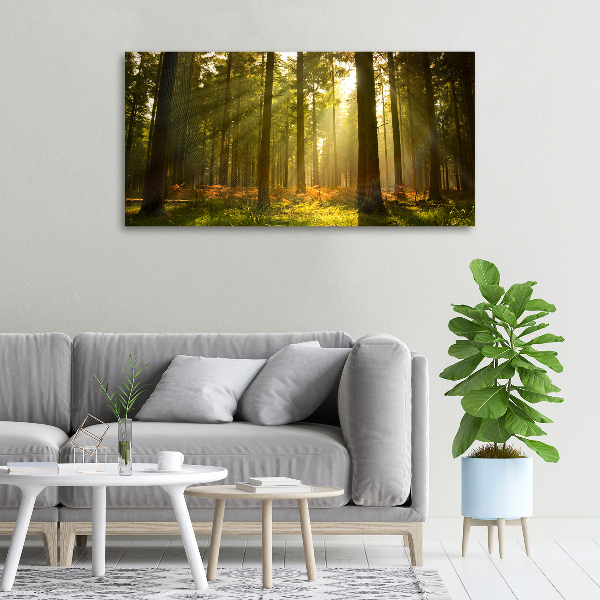 Canvas wall art Forest in the sun