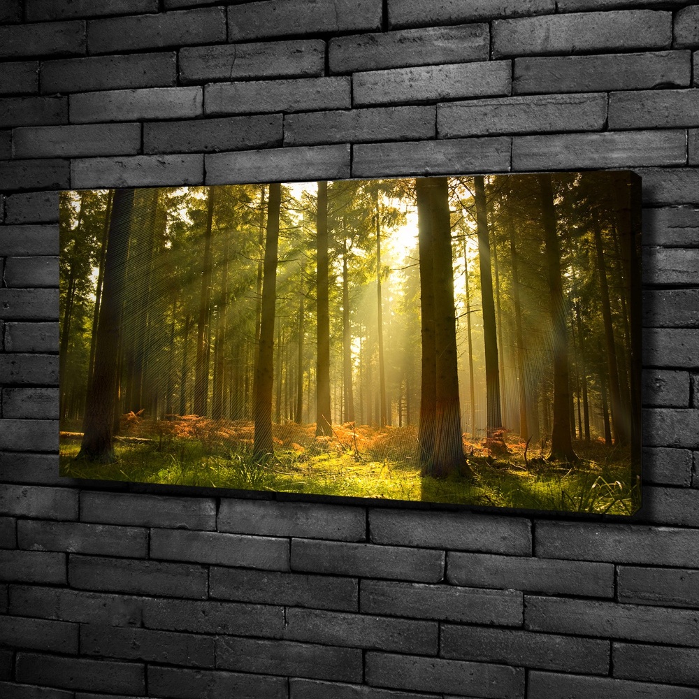 Canvas wall art Forest in the sun