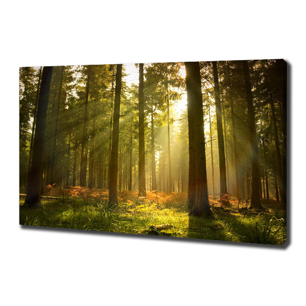 Canvas wall art Forest in the sun