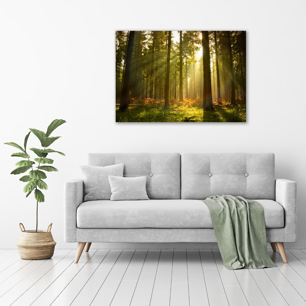 Canvas wall art Forest in the sun