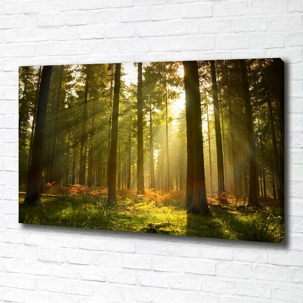 Canvas wall art Forest in the sun