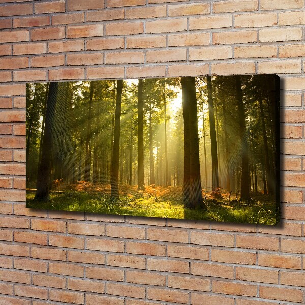 Canvas wall art Forest in the sun