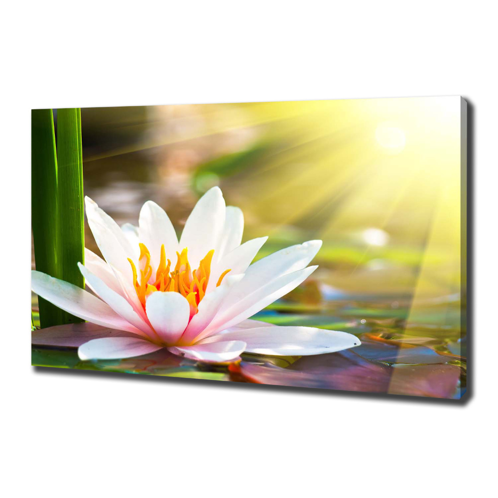 Canvas wall art water lily