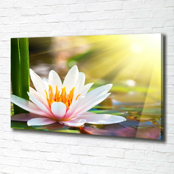 Canvas wall art water lily