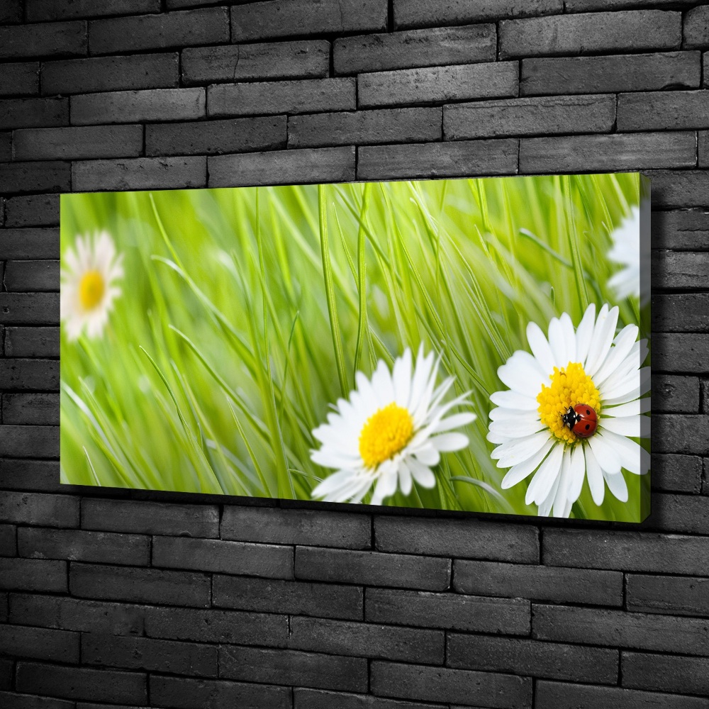 Canvas wall art Daisy