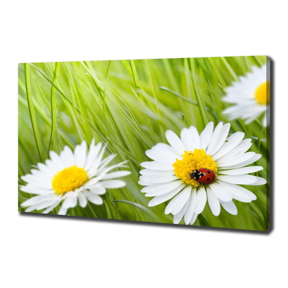 Canvas wall art Daisy