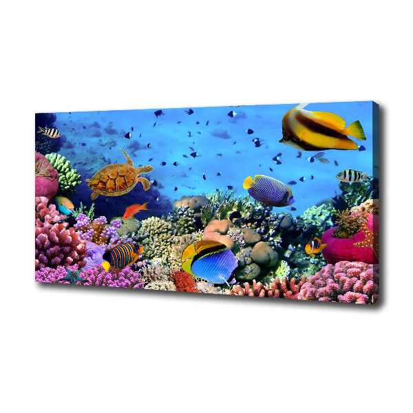 Coral reef