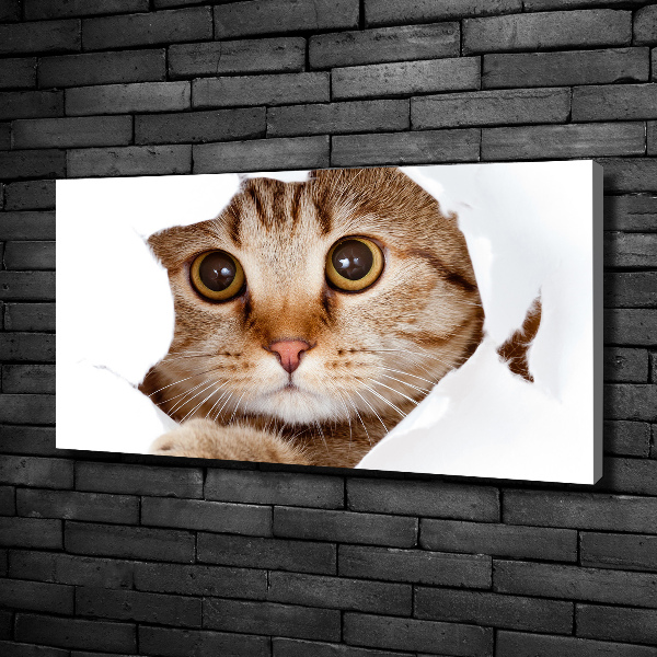 Canvas wall art Cat