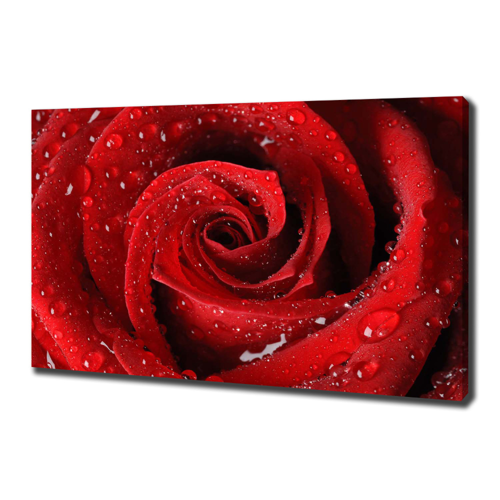 Canvas wall art Rose drops