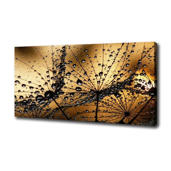 Dandelion seeds
