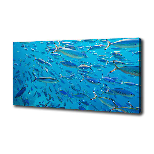 Coral fish