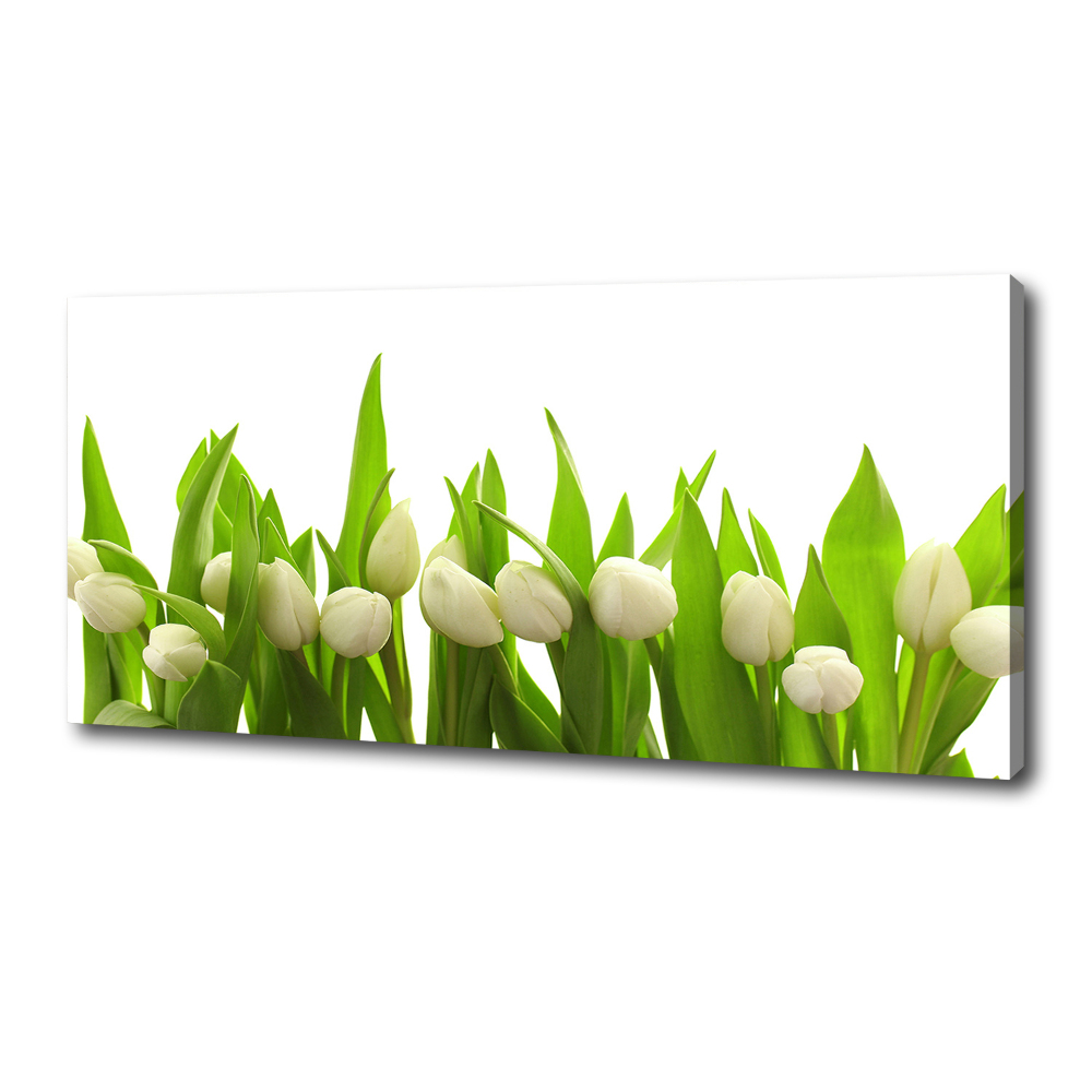 Canvas wall art White tulips