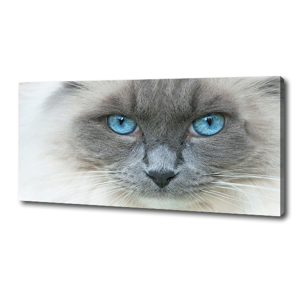 Canvas wall art Cat blue eyes