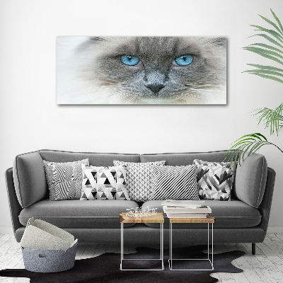 Canvas wall art Cat blue eyes