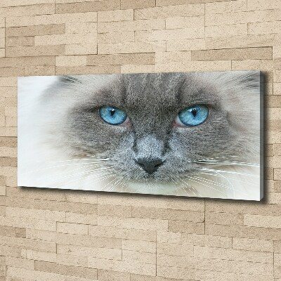 Canvas wall art Cat blue eyes