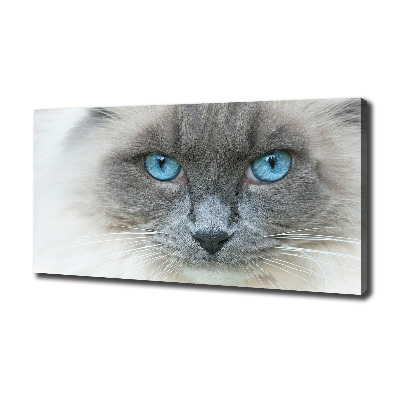 Canvas wall art Cat blue eyes