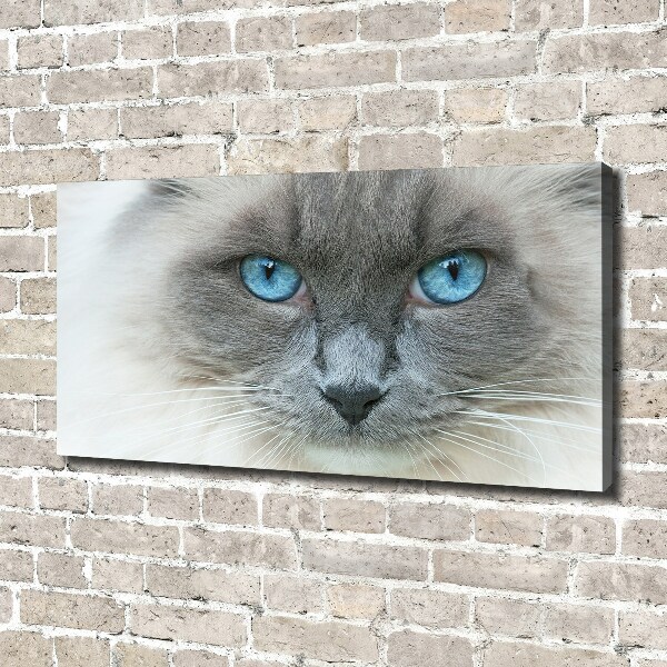 Canvas wall art Cat blue eyes