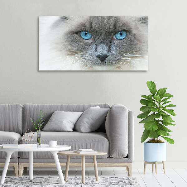 Canvas wall art Cat blue eyes