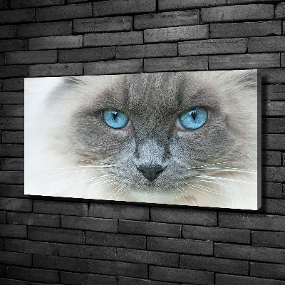 Canvas wall art Cat blue eyes