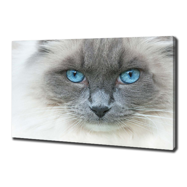 Canvas wall art Cat blue eyes