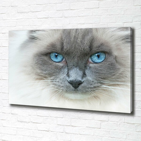 Canvas wall art Cat blue eyes