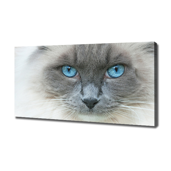 Canvas wall art Cat blue eyes