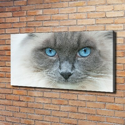 Canvas wall art Cat blue eyes