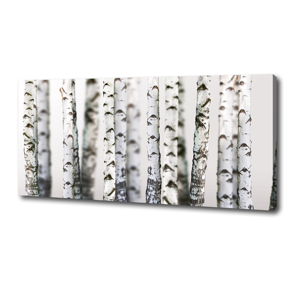 Canvas wall art Birch trunks