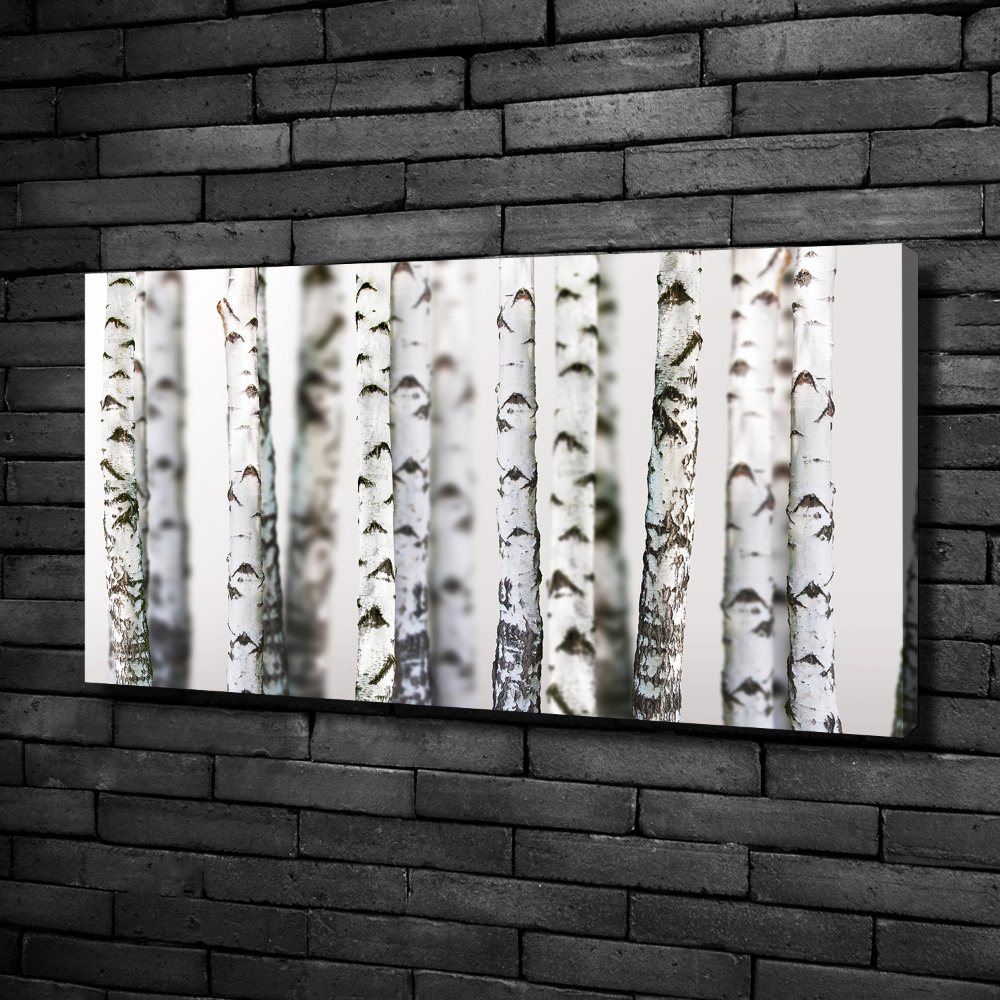 Canvas wall art Birch trunks