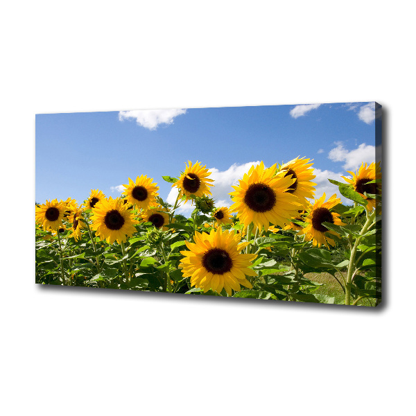 Canvas wall art Sunflowers