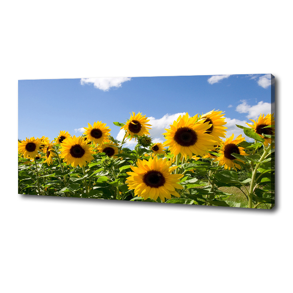 Canvas wall art Sunflowers