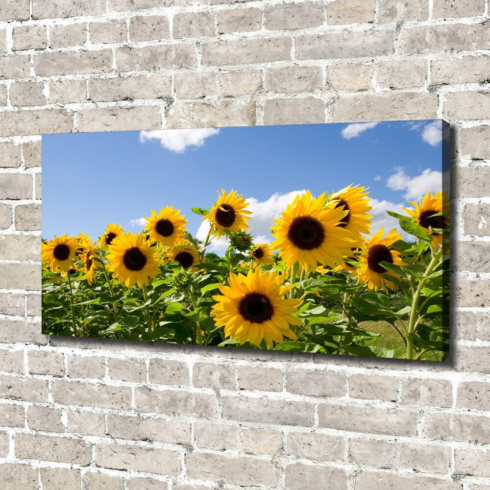 Canvas wall art Sunflowers