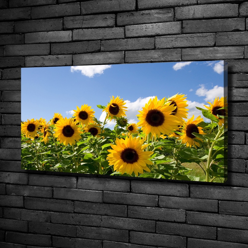 Canvas wall art Sunflowers