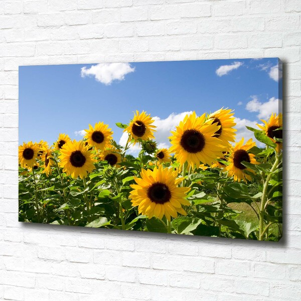 Canvas wall art Sunflowers