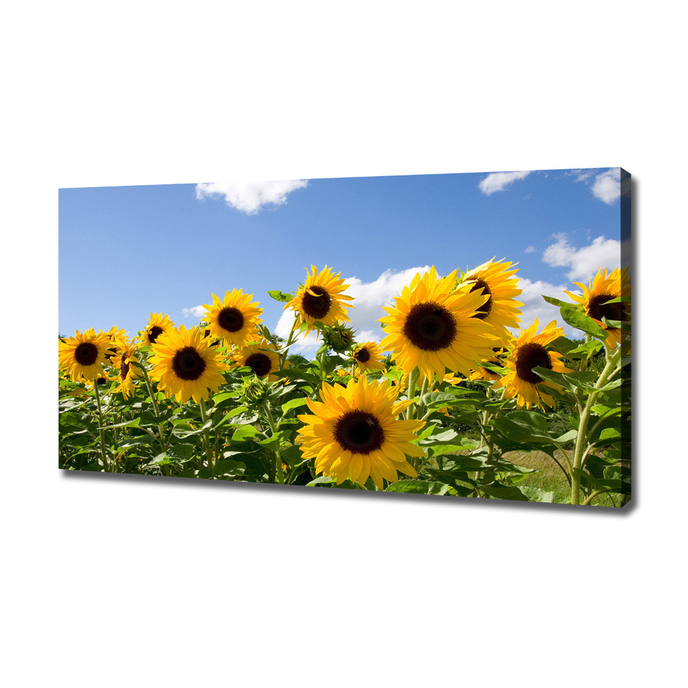 Canvas wall art Sunflowers