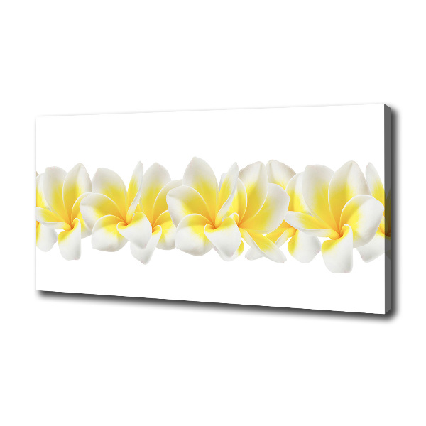 Plumeria