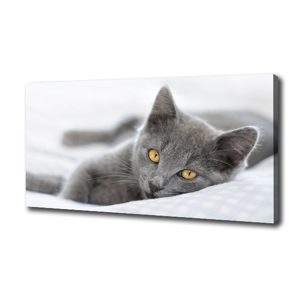 Wall art canvas large Gray cat