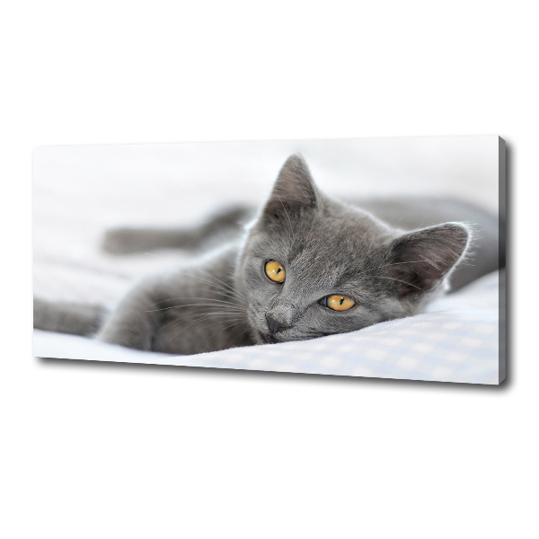 Wall art canvas large Gray cat