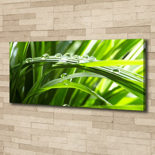 Canvas wall art Drops on the grass