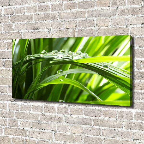 Canvas wall art Drops on the grass