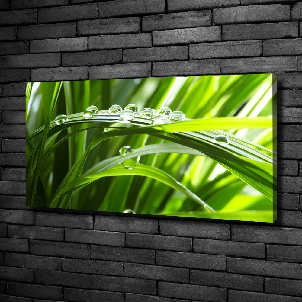 Canvas wall art Drops on the grass