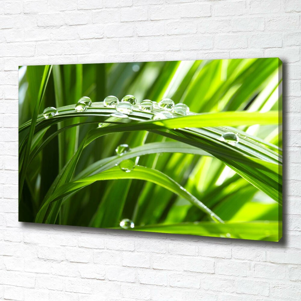 Canvas wall art Drops on the grass