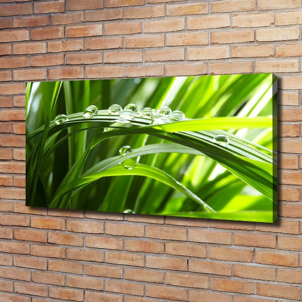 Canvas wall art Drops on the grass