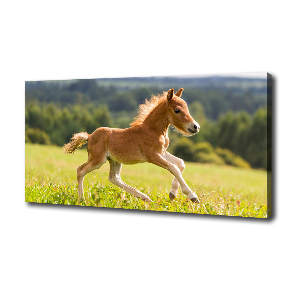 Large canvas wall art Foal at a gallop