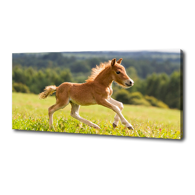 Large canvas wall art Foal at a gallop